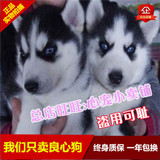 武汉哈士奇出售幼犬纯种小型犬免费送货宠物狗狗活体萌宠家养犬