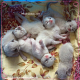 海豹山猫双色蓝重点色美国布偶猫小猫家养宠物幼猫咪活体布娃娃猫
