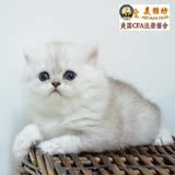 纯种宠物猫咪/赛级金吉拉幼猫/DD/MM/波斯猫带CFA证书