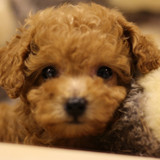 ◆皇优宠物◆韩系泰迪犬 玩具茶杯泰迪 茶杯泰迪犬幼犬出售纯种健