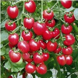 台湾俏美人樱桃番茄种子阳台四季播种 秋冬季蔬菜种子 原装彩包