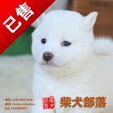 纯种日本柴犬 幼犬 活体宠物狗狗 柴犬部落繁育 白色母柴宝宝卷糖
