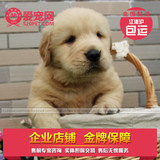浙江爱宠联盟杭州萧山家养繁殖双血统高品质金毛幼犬出售保健康
