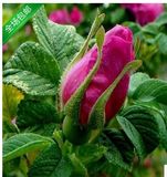 包邮 食用玫瑰花苗 大马士革玫瑰苗 可做玫瑰茶 花卉盆栽当年开花