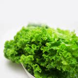 【燎原特惠】新鲜 生菜 绿色种植绿色无公害蔬菜新鲜青菜顺丰