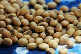 云南山区老品种黄豆，非转基因黄豆