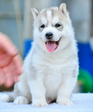 三火蓝眼睛哈士奇雪橇幼犬 健康纯种 带证书签协议上门优惠1