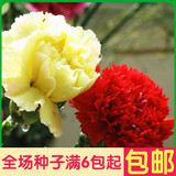 切花康乃馨鲜花种子 阳台盆栽花苗花束植物种子 花卉种子彩包装