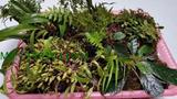 热带雨林缸生态缸水陆缸造景素材植物组合　室内花卉 盆景盆栽