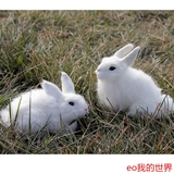 包邮 仿真兔子模型小白兔子公仔儿童毛绒玩具摄影道具可爱趴趴兔