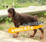 赛级杜宾犬幼犬 出售 纯血统红色德系杜宾活体宠物狗 已做剪耳