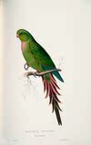 689 高清鹦鹉手绘画稿 背景墙 复古 挂画 鸟类 欧式装饰画jpg素材