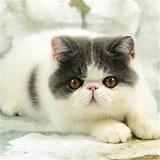 加菲猫出售双cfa注册纯种加菲猫宠物异短猫兰白梵文加菲猫种公DD