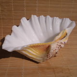特价超大海螺贝壳砗磲情侣贝荷花贝 家居摆件创意烟灰缸花盆果盘