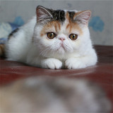 加菲猫出售双cfa注册纯种加菲猫宠物异短猫梵文三花加菲种母MM