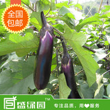 紫红长茄子有机蔬菜种子烧烤茄子阳台种菜菜籽室内庭院盆栽种植