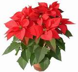 一品红圣诞红 适合圣诞节日庆典观叶植物小型盆栽 带托盘