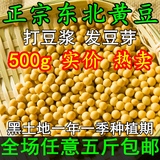 东北大豆黑龙江特产笨黄豆农家自种非转基因豆浆发豆芽专用500g