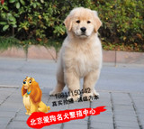 美系双血统纯种金毛幼犬狗狗出售 高品质黄金猎犬包纯种包健康