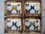 新款包邮蝴蝶标本相框工艺品昆虫标本家居装饰摆件框画礼品收藏品