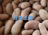 云南德宏特产红皮老品种小洋芋 小土豆 小马铃薯