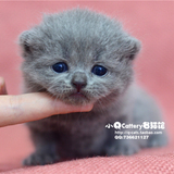 CAA注册赛级血统 英国短毛猫 高品质英短蓝猫 宠物猫●SOLD●