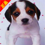 上海出售纯种米格鲁比格犬/三色比格猎犬幼犬/活体中型犬短毛狗3/