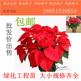 室内高档盆栽绿植喜庆红火 一品红盆栽 圣诞花 中国红 观叶包邮