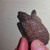 鳄鱼龟乌龟活体北美杂佛鳄龟进口小鳄龟苗宠物龟水龟3-15CM包活