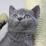 蓝猫 猫咪 小猫 宠物猫 短毛猫 英短 活体 折耳