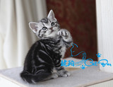 【琥珀】cfa美国短毛猫 美短银虎斑幼猫DD 起司猫 宠物有视频