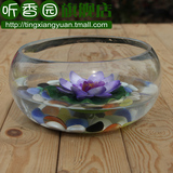 圆形透明玻璃花瓶鼓缸 铜钱草水培瓶盆 可养鱼  种植水仙 碗莲盆