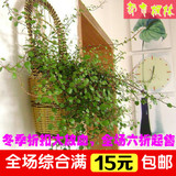 盆栽花卉 室内净化绿色植物净化空气-千叶吊兰-新房的绿色清新剂
