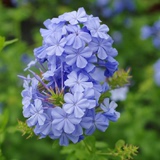 【花长园艺】、蓝雪花、盆栽、每盆多株苗、夏日开花利器、包邮