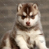 「起点」出售纯种活体哈士奇雪橇犬幼犬宠物狗狗黑白灰色№红色13