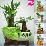 发财树 富贵竹组合 节节高 绿植盆栽 室内办公桌防辐射植物包邮