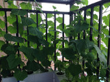 空中花园电子组合花盆直角弯头无土栽培设备阳台种菜水培花卉蔬菜