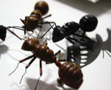 仿真昆虫 蚂蚁 磁铁冰箱贴装饰品 场景布置 教育用品 整人玩具