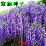 紫藤种子 高档爬藤植物 花种子 精装花卉种子 耐热 耐寒 原装4粒