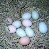 福建宁德特产纯天然生态乌鸡蛋20+红壳笨鸡蛋土鸡蛋20 混合40枚
