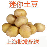 新鲜迷你小土豆500g  一元硬币大小 上海批发配送