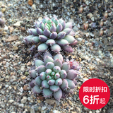 韩国进口小蓝衣多肉植物精品奇趣植物室内盆景盆栽花卉净化空气