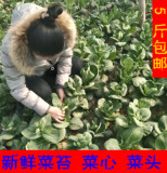 农家自种新鲜青菜苔 有机菜心 菜薹 菜头 露天种植 5斤包邮
