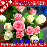 催芽15粒盆栽玫瑰花种子白/红/黄玫瑰种子四季鲜花绿植 满8元包邮