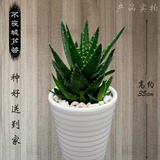 武汉同城送 大型绿植芦荟吸甲醛客厅室内落地花盆栽植物开业花卉