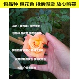正品 切花月季 黄玫瑰 （俄州黄金）黄玫瑰花苗 盆栽花卉 包邮