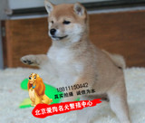 纯种日本柴犬 顶级高档宠物狗幼犬 家养繁殖 绝对健康 实体 活体