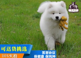 赛级萨摩耶幼犬雪白色中型犬护卫犬保健康保纯种 可上门挑选