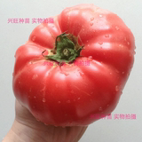 【最古老的番茄品种】进口中国红番茄种子 大粉西红柿 最有番茄味