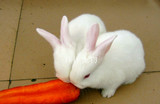 宠物活体兔子迷你公主兔宝宝 熊猫兔小灰兔白兔黑兔冲钻特价包邮